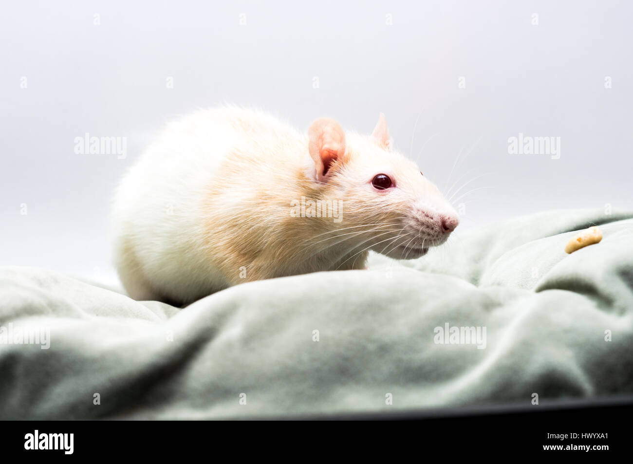 White rat with red eyes Stock Photo
