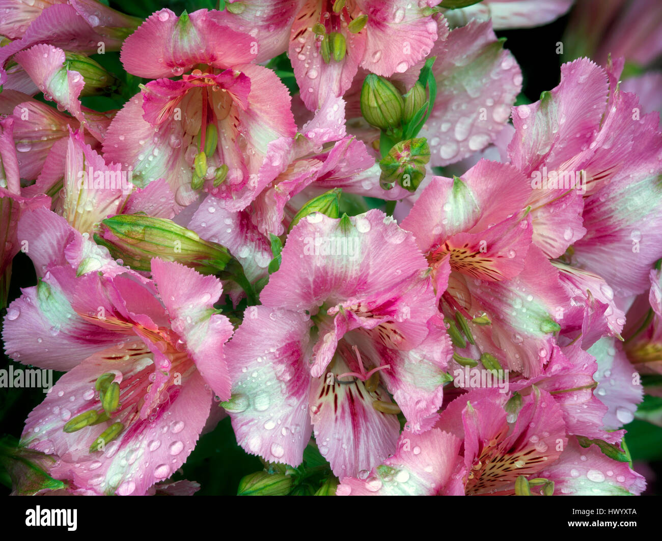 Close up of Alstroemeria. Alstroemeria 'Theresa' Stock Photo