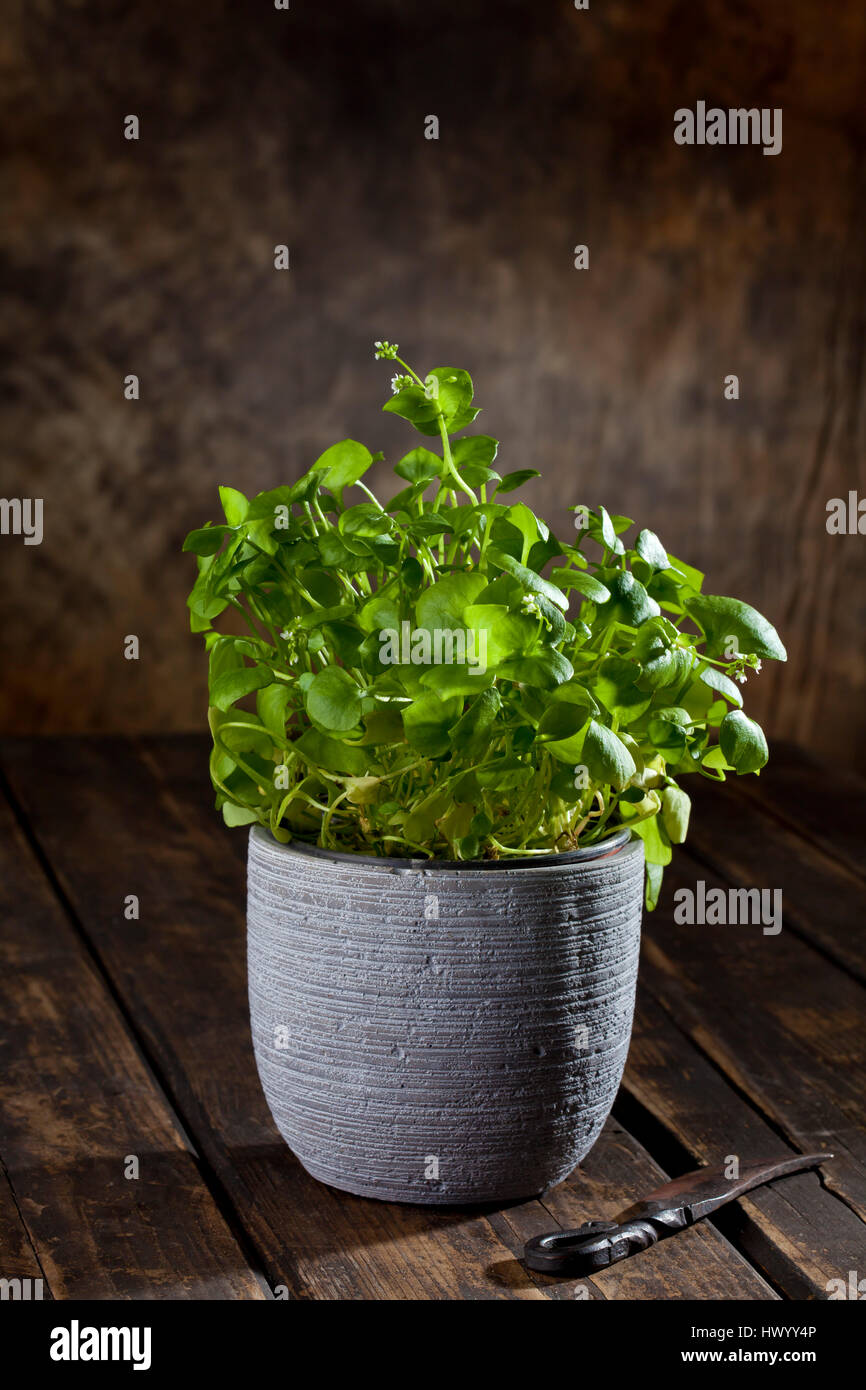 Indian lettuce in a pot and an old knife on dark wood Stock Photo Alamy