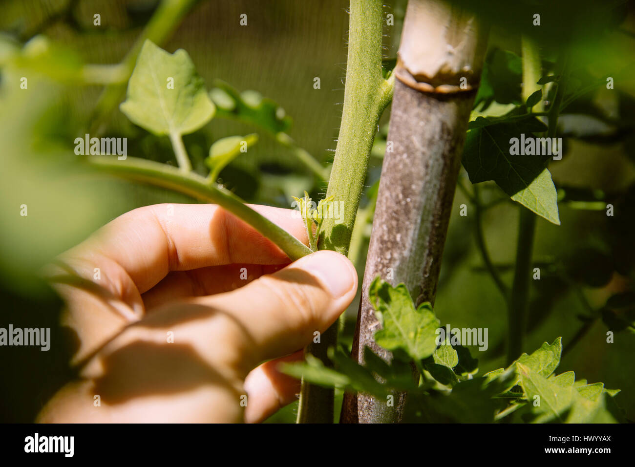 Pinching out the lateral shoots of a tomato plant Stock Photo Alamy