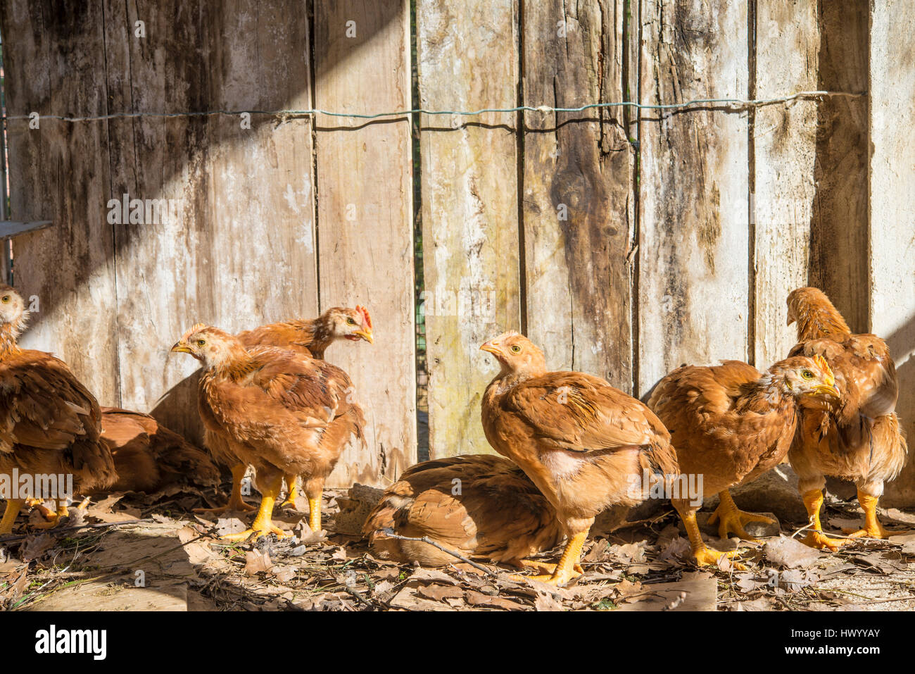 Two months old chickens in their chicken coop Stock Photo Alamy