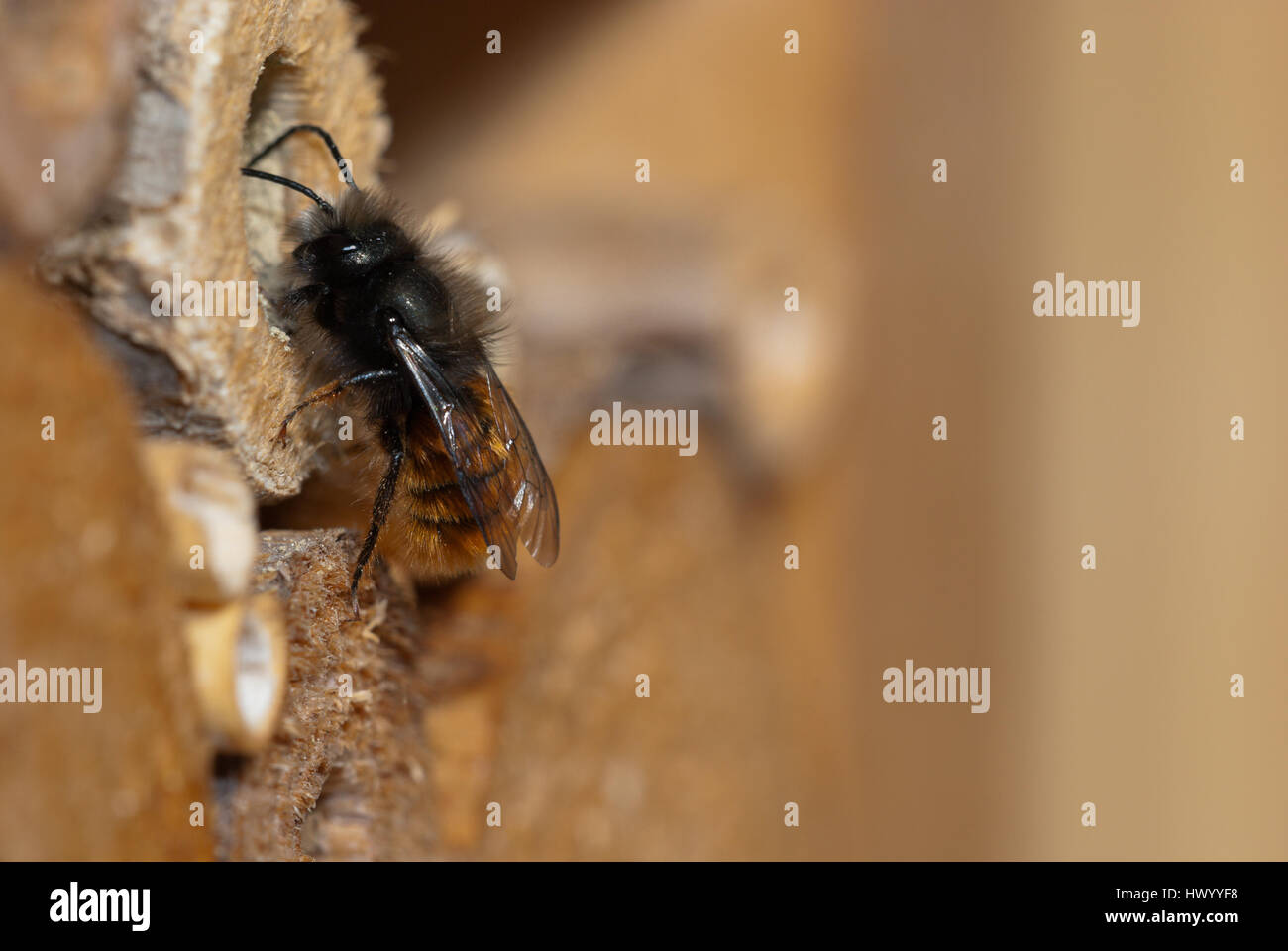 Male mason bee (Osmia cornuta) after hatching out of its nest hole in  an insect hotel. Stock Photo