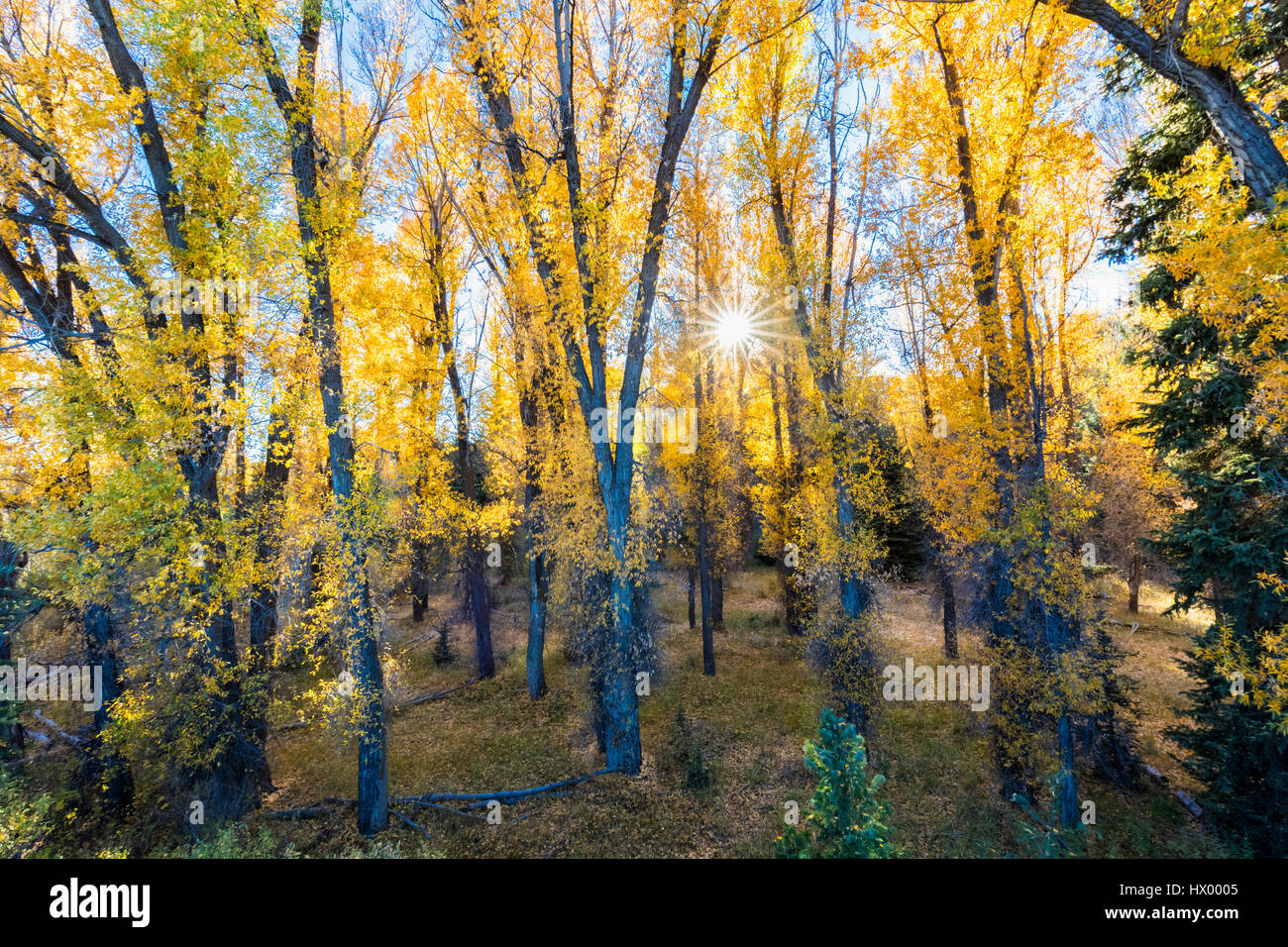 USA, Wyoming, Rocky Mountains, Grand Teton National Park, aspens in autumn Stock Photo