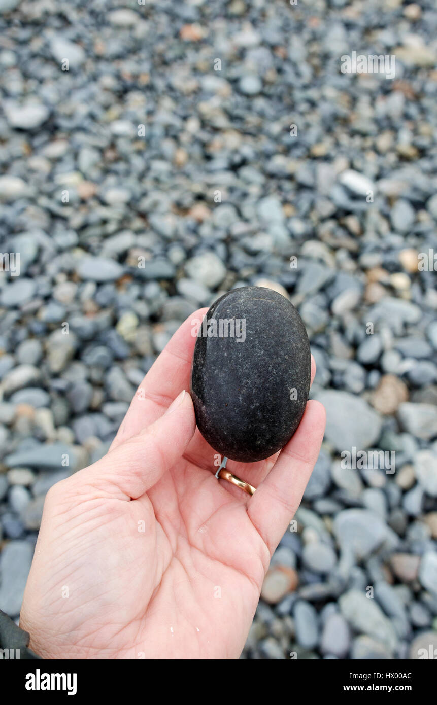 A woman's hand holds a dark basalt beach stone against a background of grey beach stones, Little Cranberry Island, Maine. Stock Photo