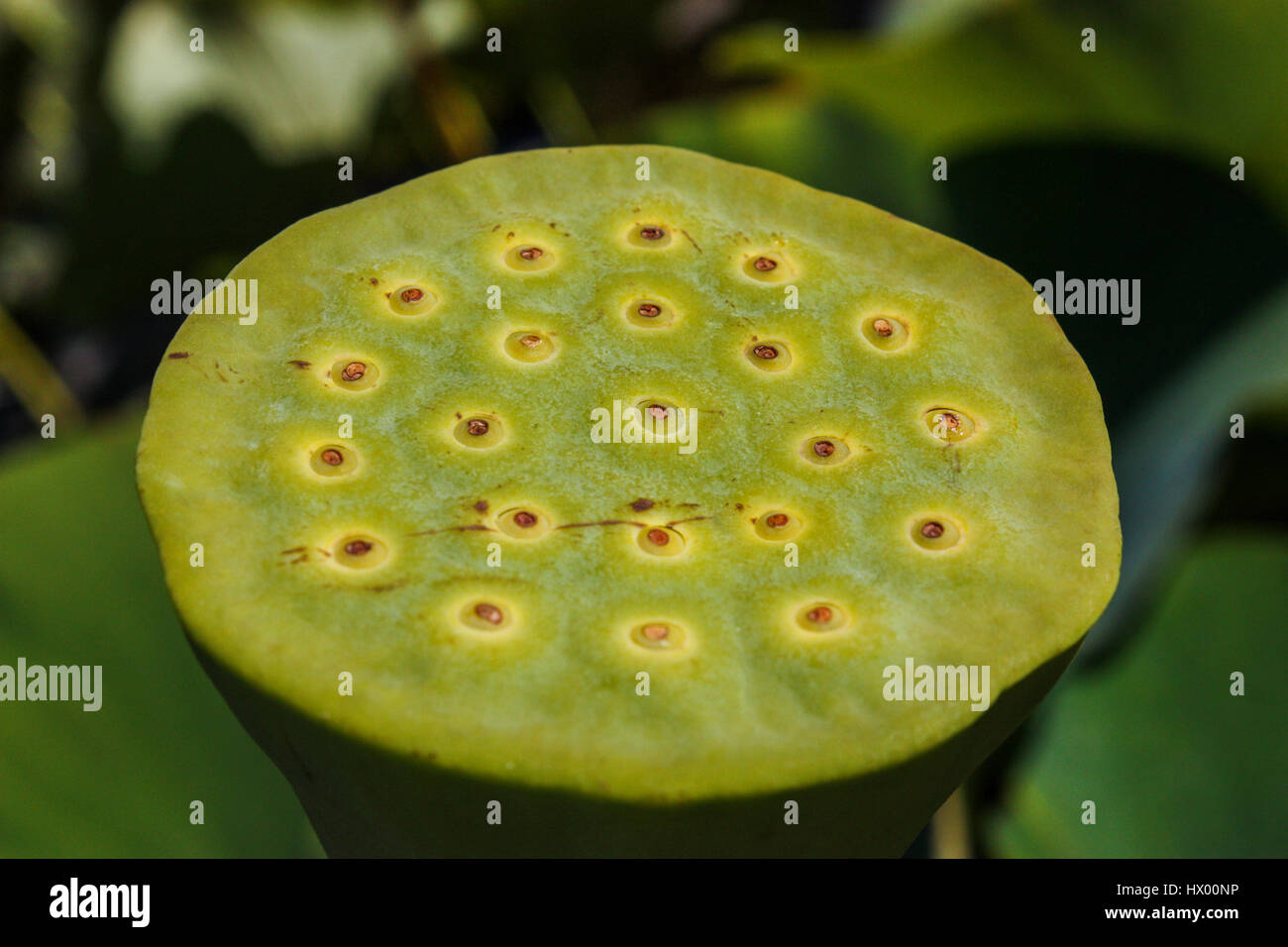 lotus seeds pod aquatic plants Stock Photo Alamy