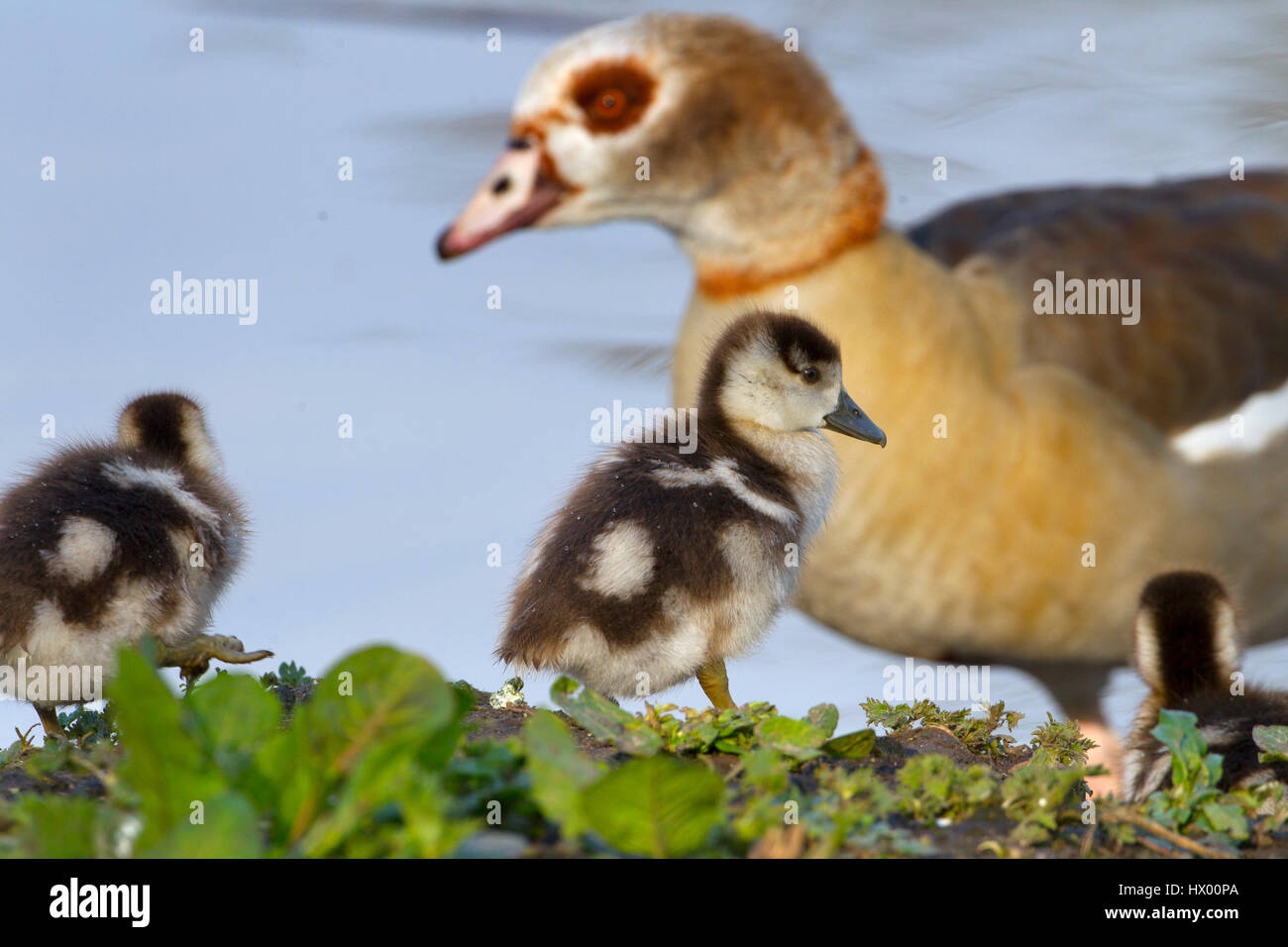 Egyptian Goose Alopochen aegyptiacus and young brood Stock Photo