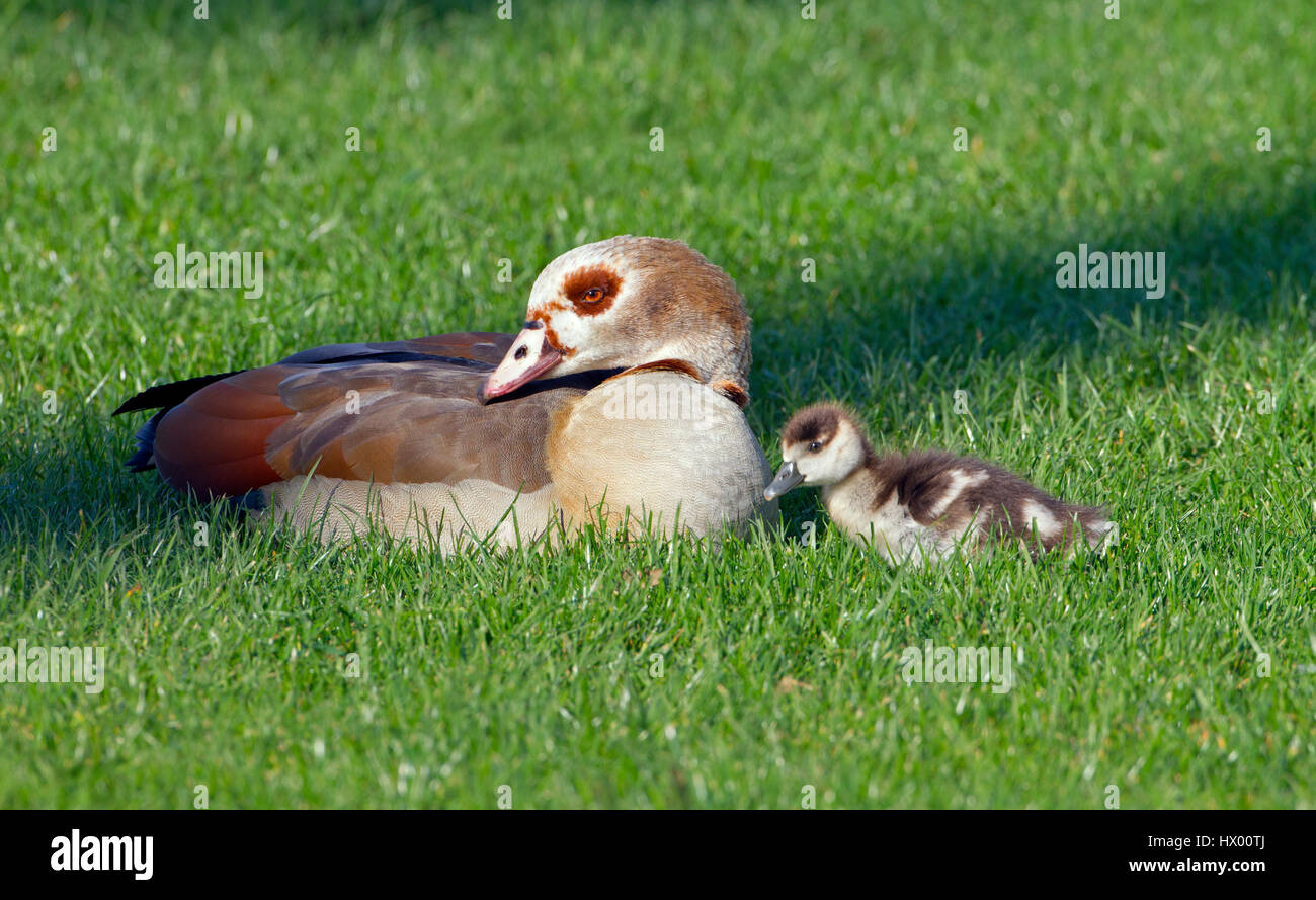 Egyptian Goose Alopochen aegyptiacus and young brood Stock Photo