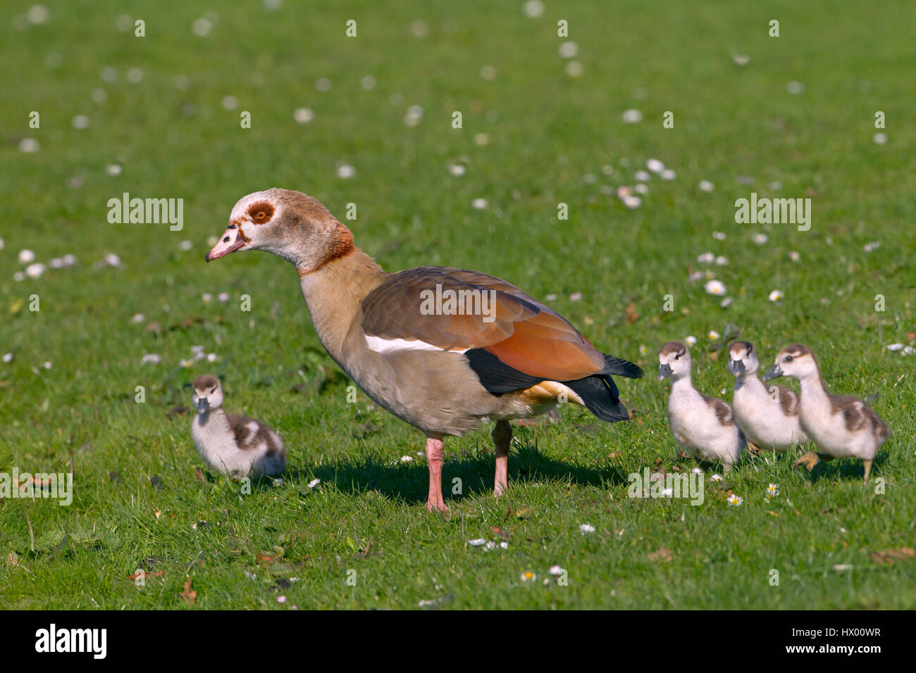 Egyptian Goose Alopochen aegyptiacus and young brood Stock Photo