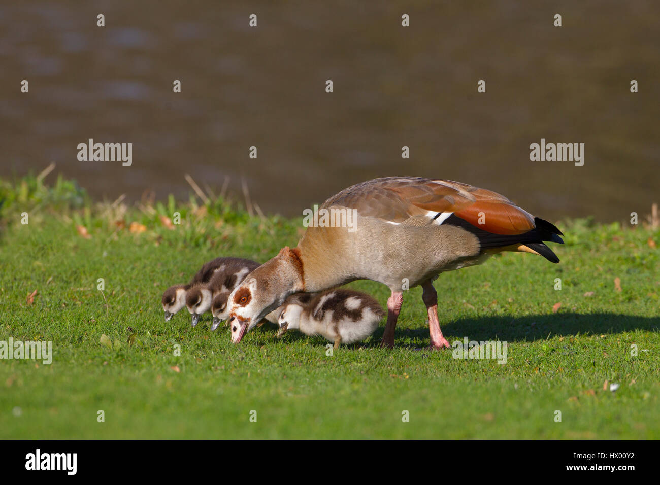 Egyptian Goose Alopochen aegyptiacus and young brood Stock Photo