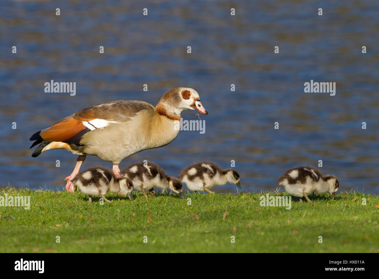 Egyptian Goose Alopochen aegyptiacus and young brood Stock Photo