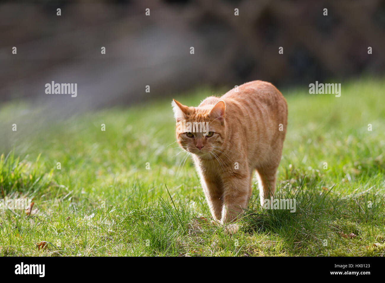 Ginger tom domestic cat (felis catus) walking through grass in garden Stock Photo
