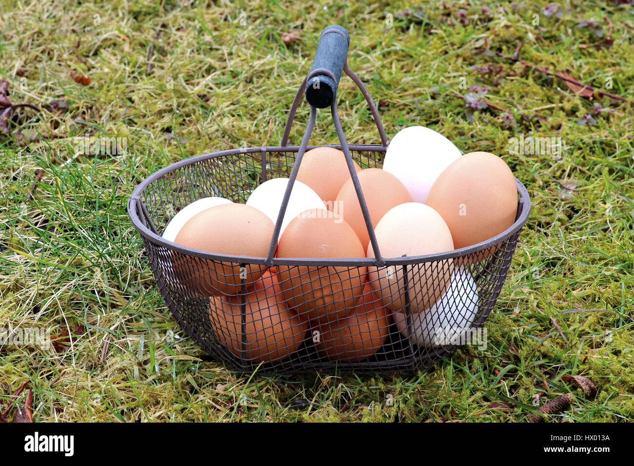 eggs in a basket Stock Photo
