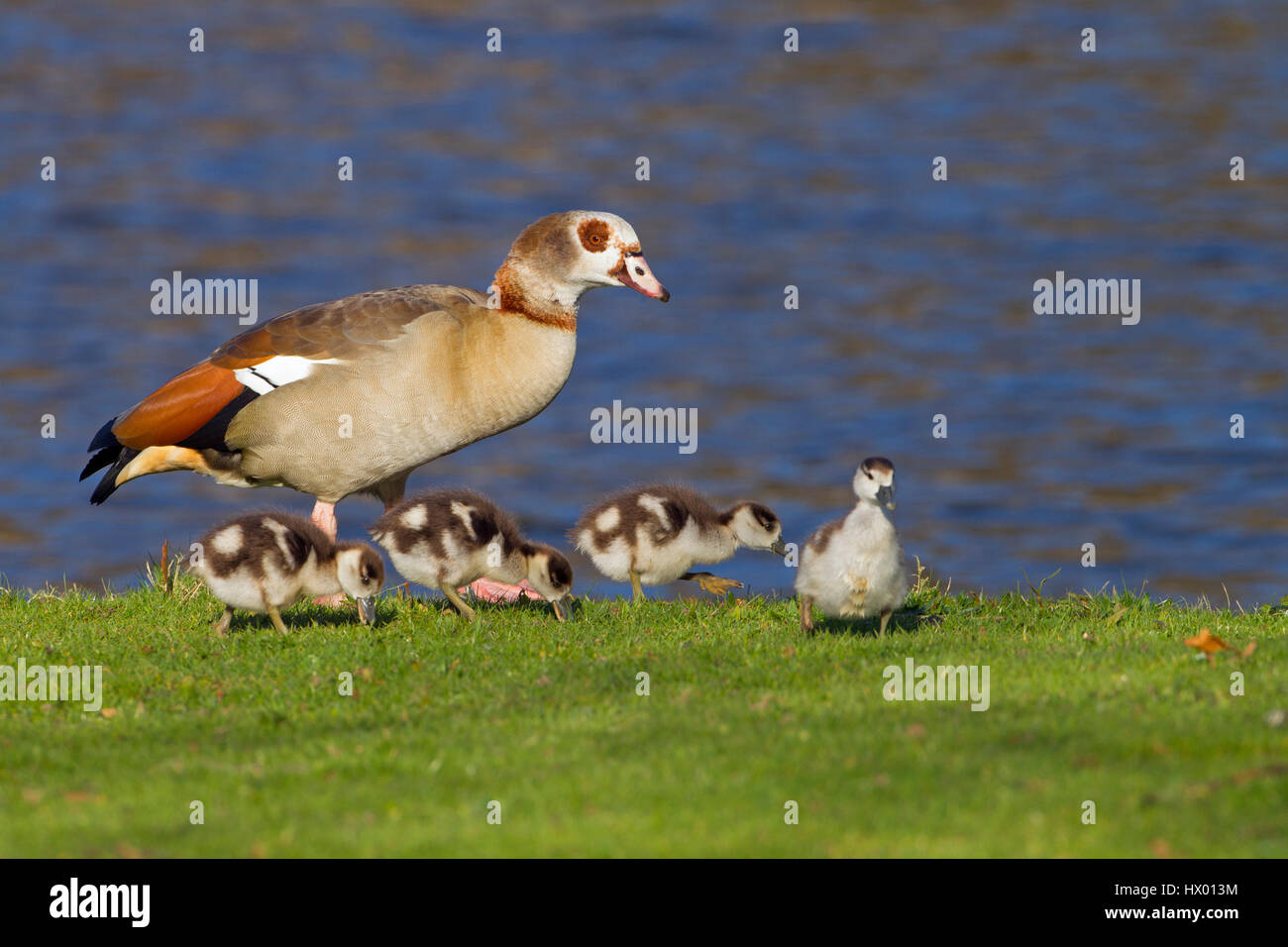 Egyptian Goose Alopochen aegyptiacus and young brood Stock Photo