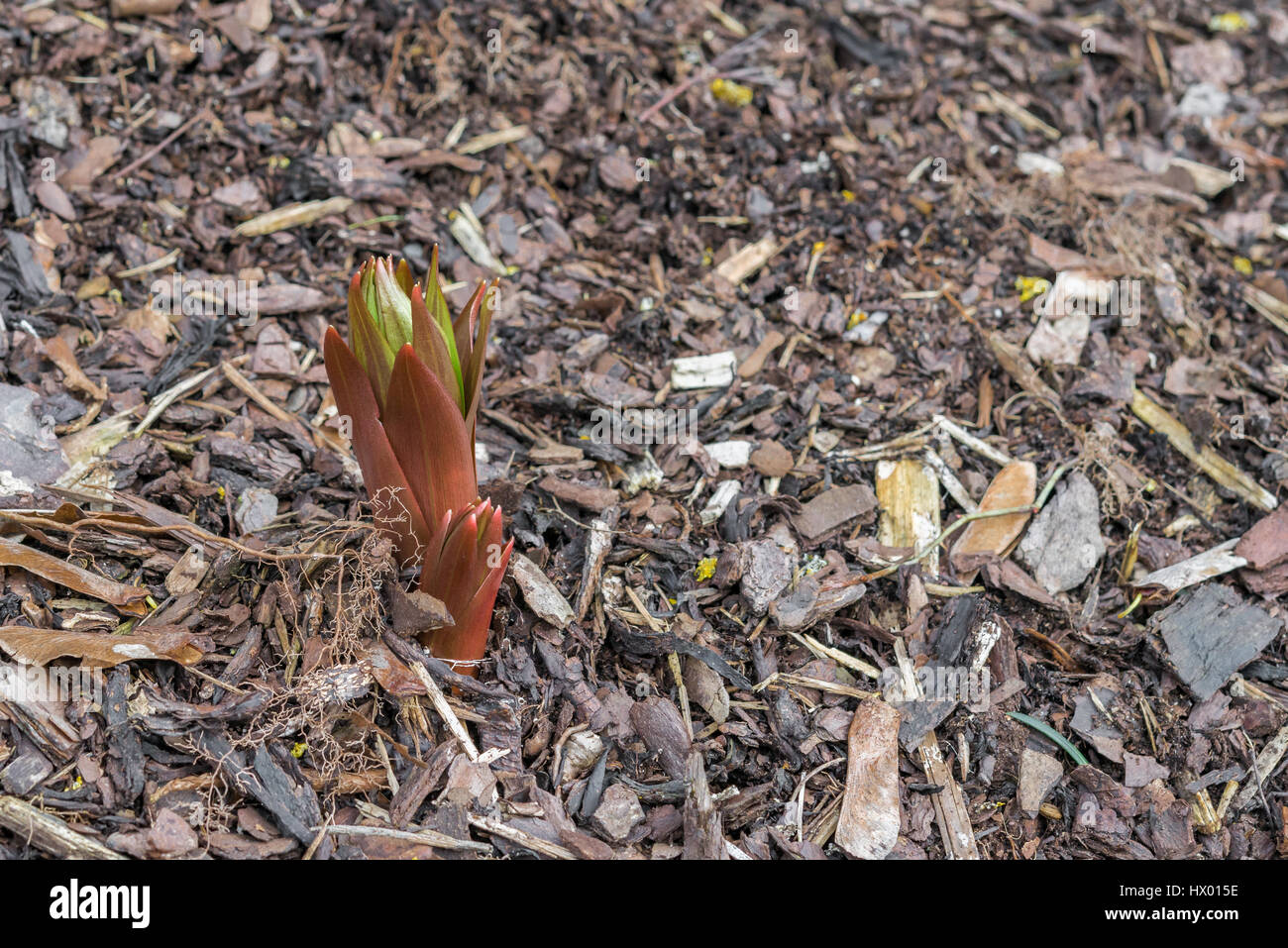 Mulch plants bark hires stock photography and images Alamy