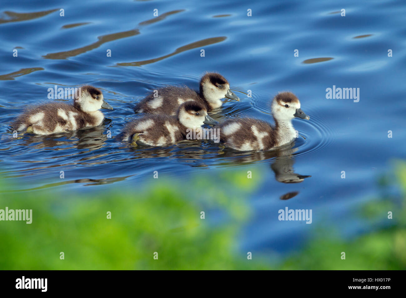 Egyptian Goose Alopochen aegyptiacus and young brood Stock Photo