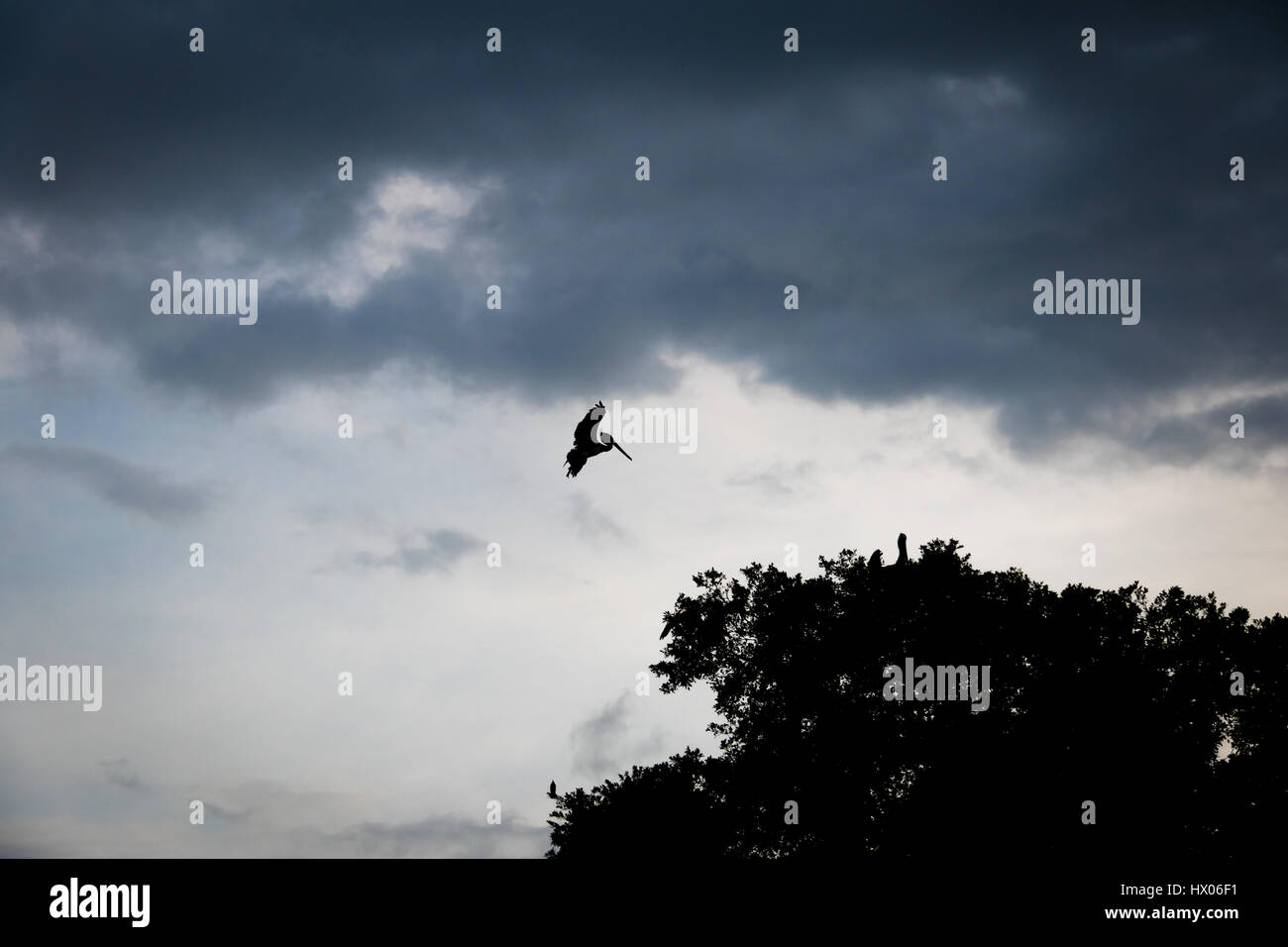 Silhouette of a brown pelican landing on a tree - Panama City, Panama Stock Photo