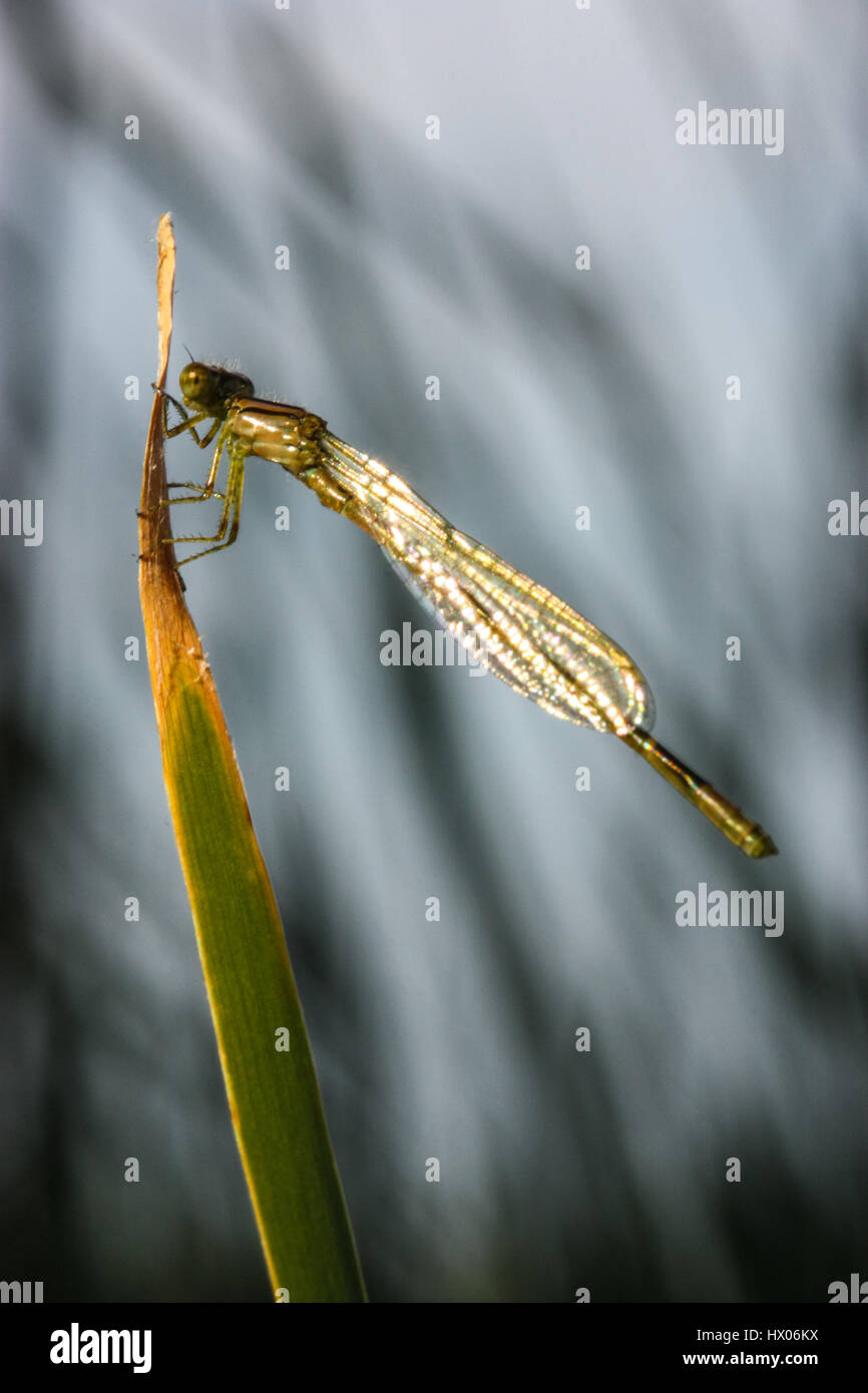 dragonfly on a piece of grass Stock Photo - Alamy