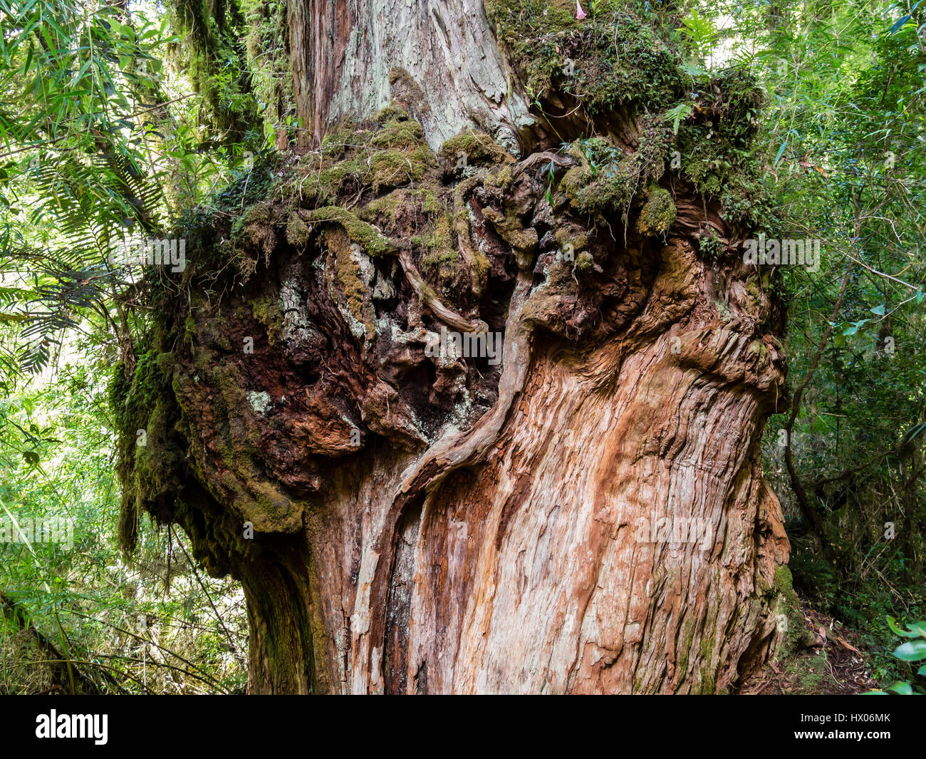 Trunk of alerce tree,  Alerce trail, giantic trees,   path in rain forest , park Pumalin, parque Pumalin, Carretera Austral, Chile Stock Photo