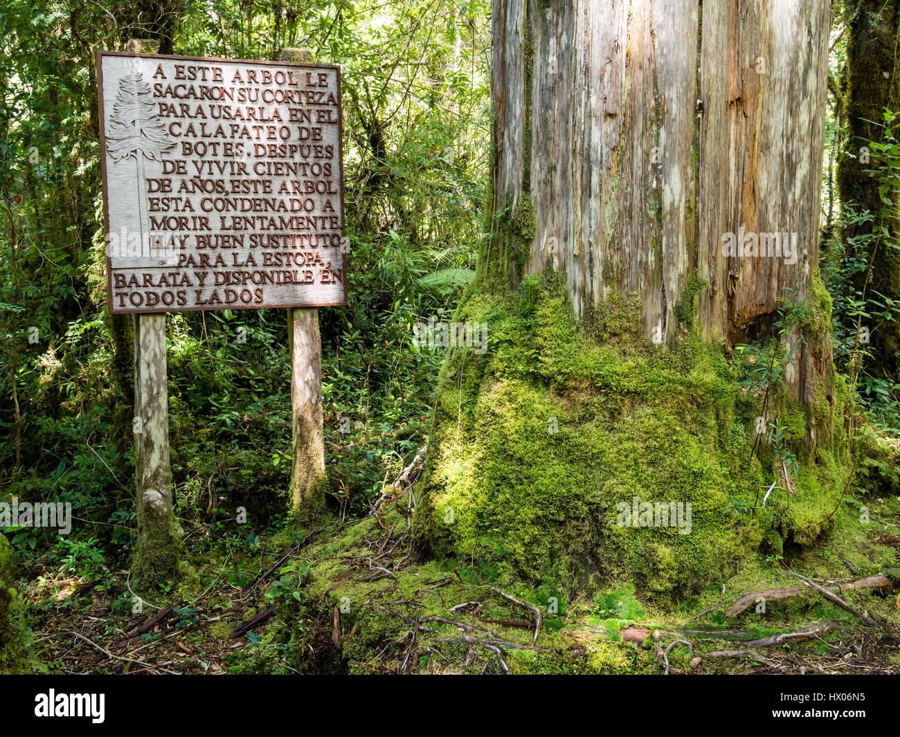 Alerce trail, giantic trees,   path in rain forest , park Pumalin, parque Pumalin, Carretera Austral, Chile Stock Photo