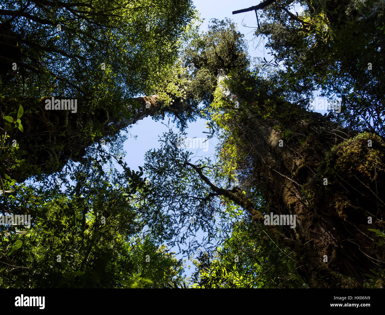 Alerce trail, giantic trees,   path in rain forest , park Pumalin, parque Pumalin, Carretera Austral, Chile Stock Photo