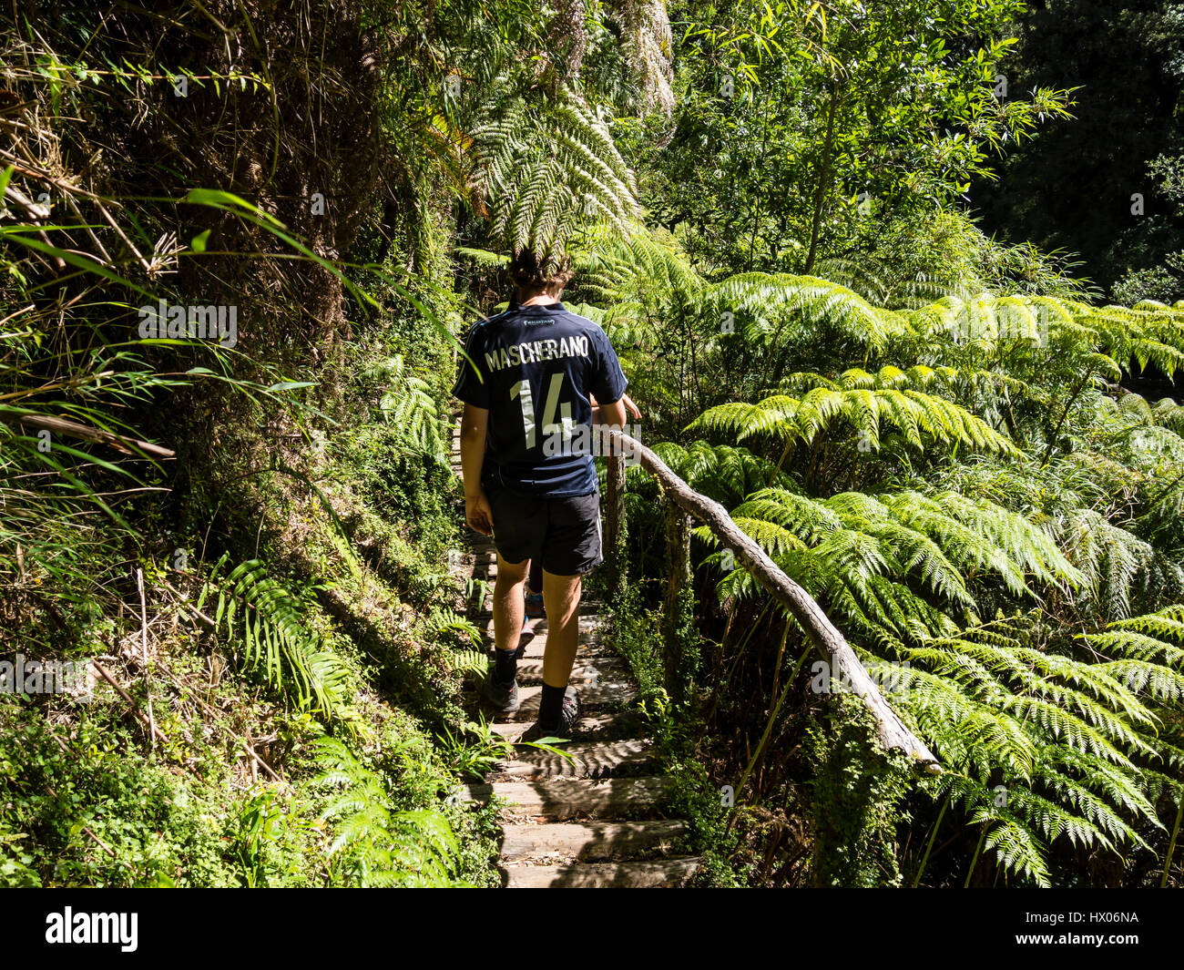 Trail to Cascadas Escondidas, 'hidden waterfalls',  path in rain forest , park Pumalin, parque Pumalin, Carretera Austral, Chile Stock Photo