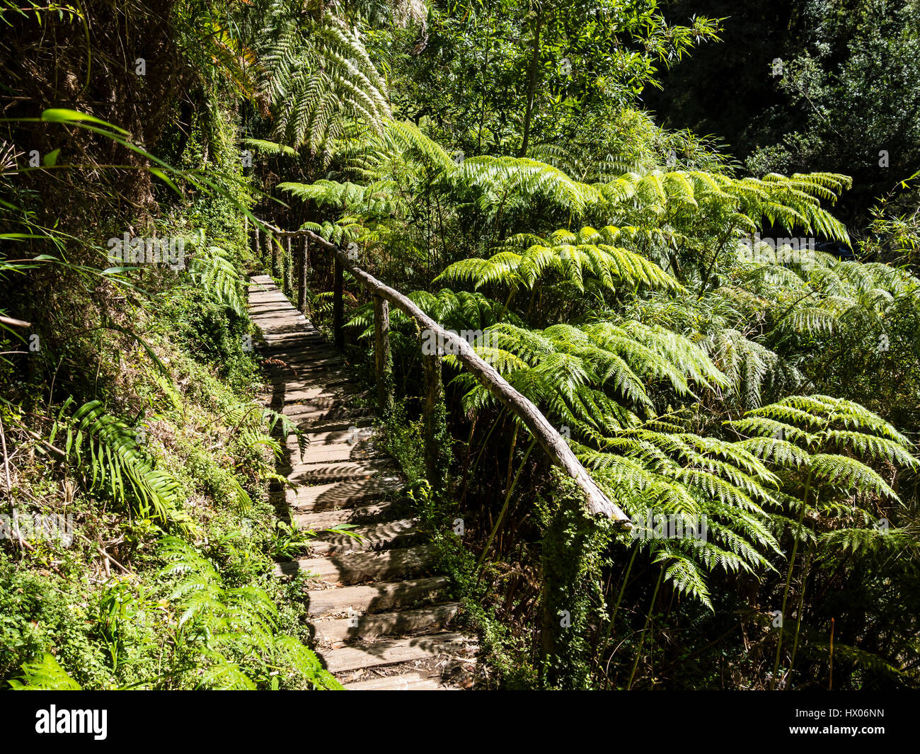 Trail to Cascadas Escondidas, 'hidden waterfalls',  path in rain forest , park Pumalin, parque Pumalin, Carretera Austral, Chile Stock Photo