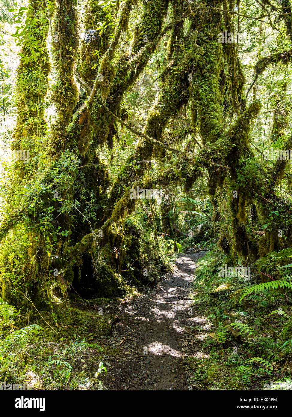 Trail to Cascadas Escondidas, 'hidden waterfalls',  path in rain forest , park Pumalin, parque Pumalin, Carretera Austral, Chile Stock Photo