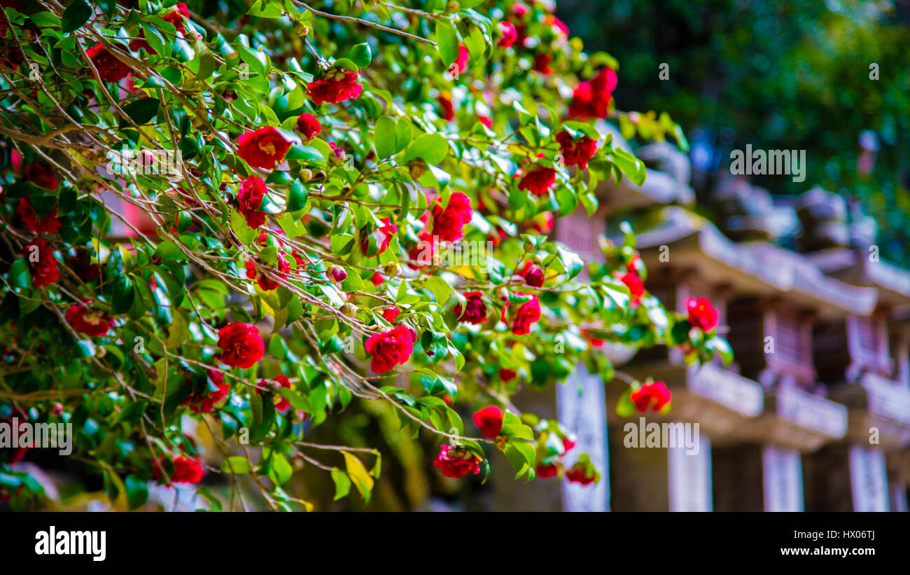 Flowers and Shrine Lantern in Nara Park Stock Photo