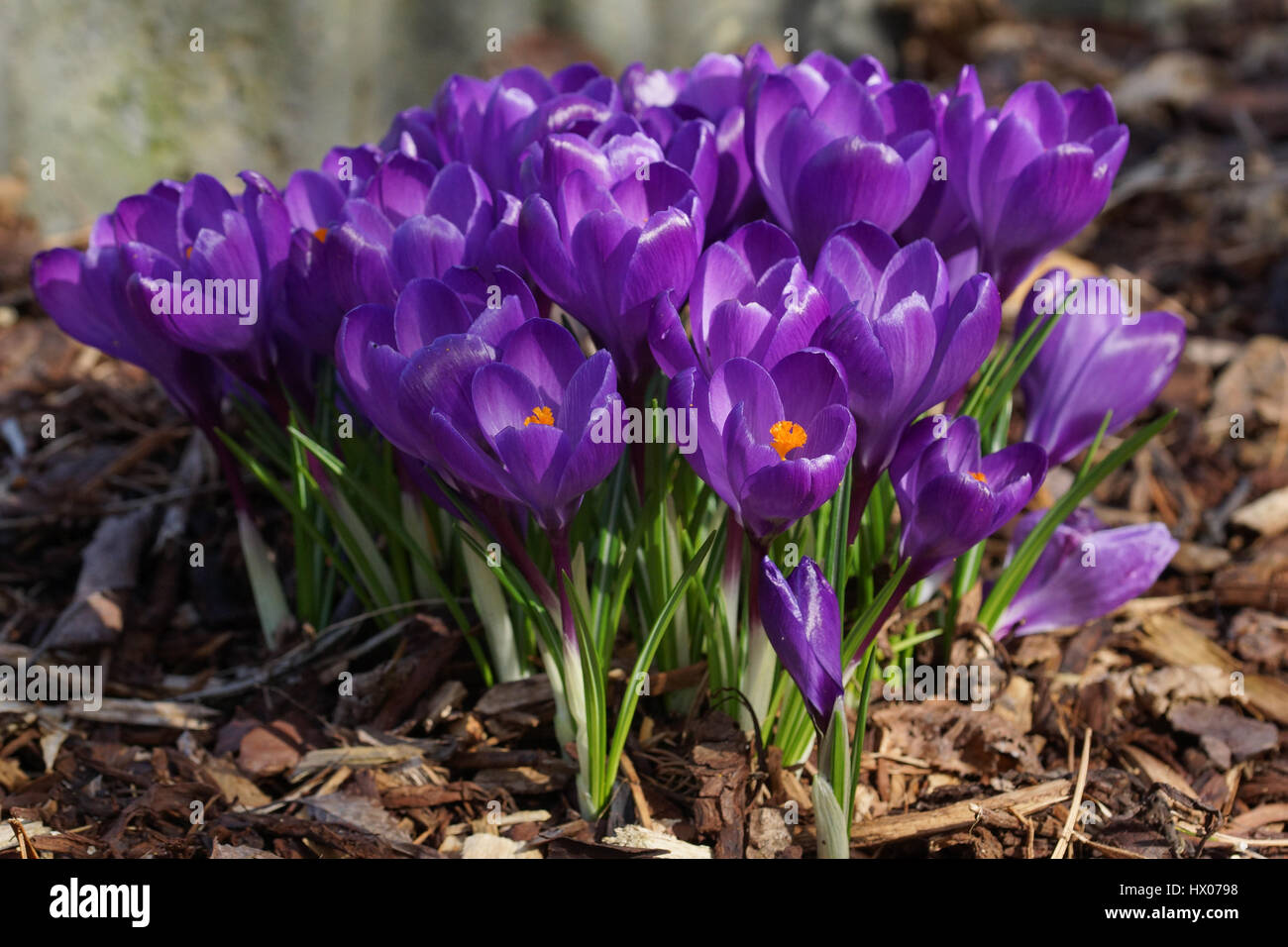 Crocus, flowers of the spring Stock Photo - Alamy