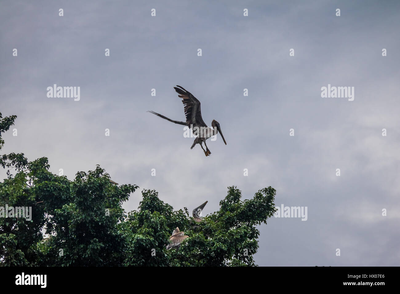 Brown pelican flying over a tree - Panama City, Panama Stock Photo
