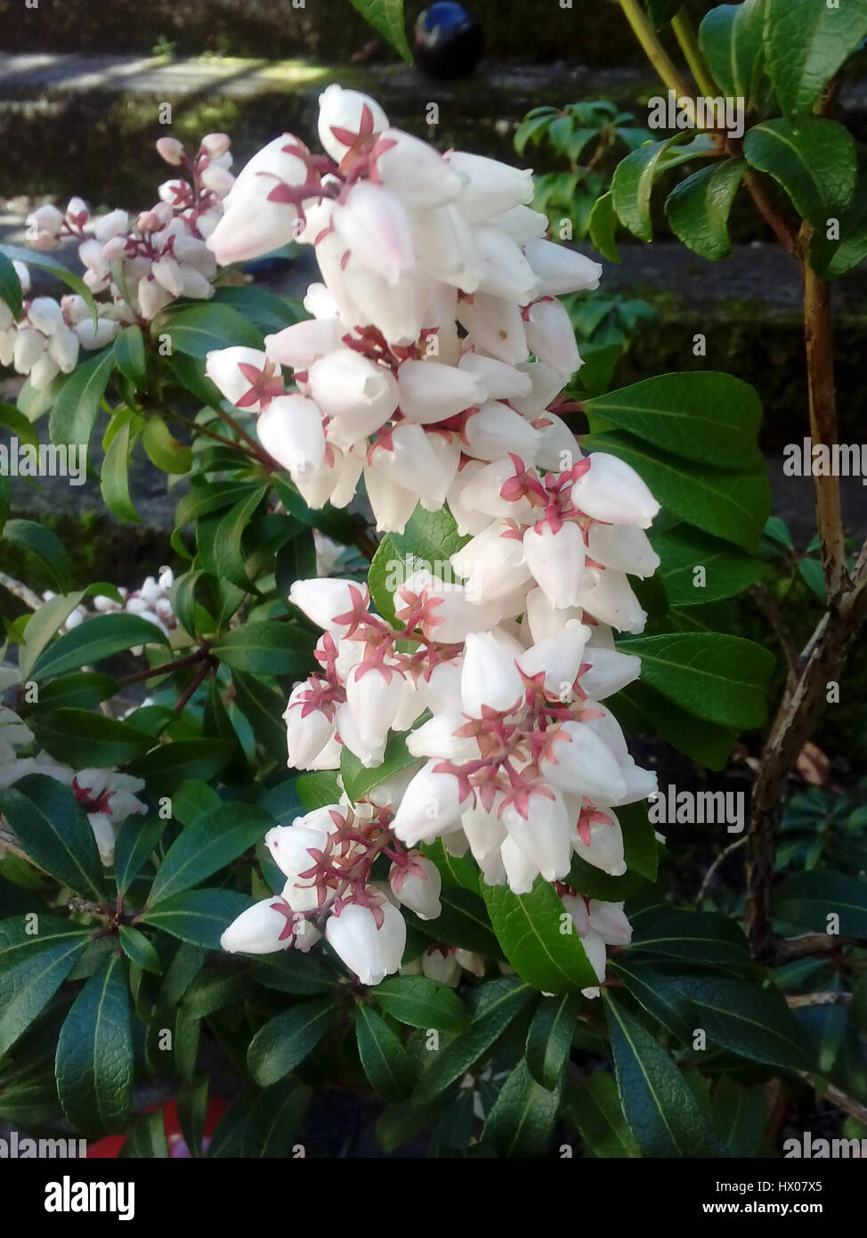 Pink and white flowers of the Pieris, or Flame of the Forest, a Japonica bush Stock Photo