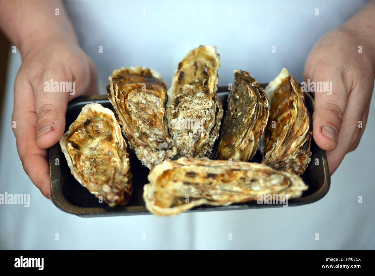 Whitstable oysters Stock Photo