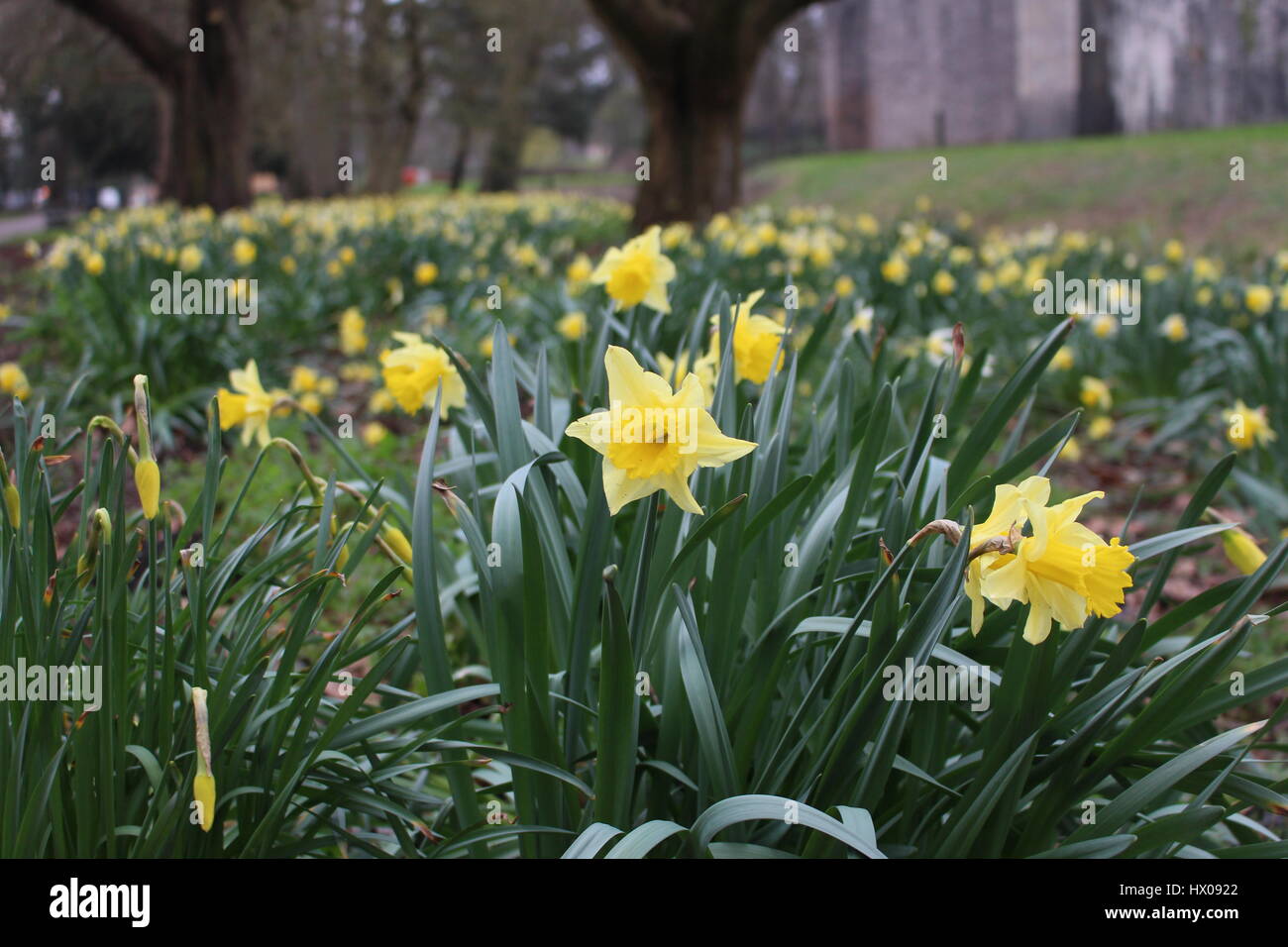 Daffodils bloom in Cardiff's Bute park in time for Spring Stock Photo