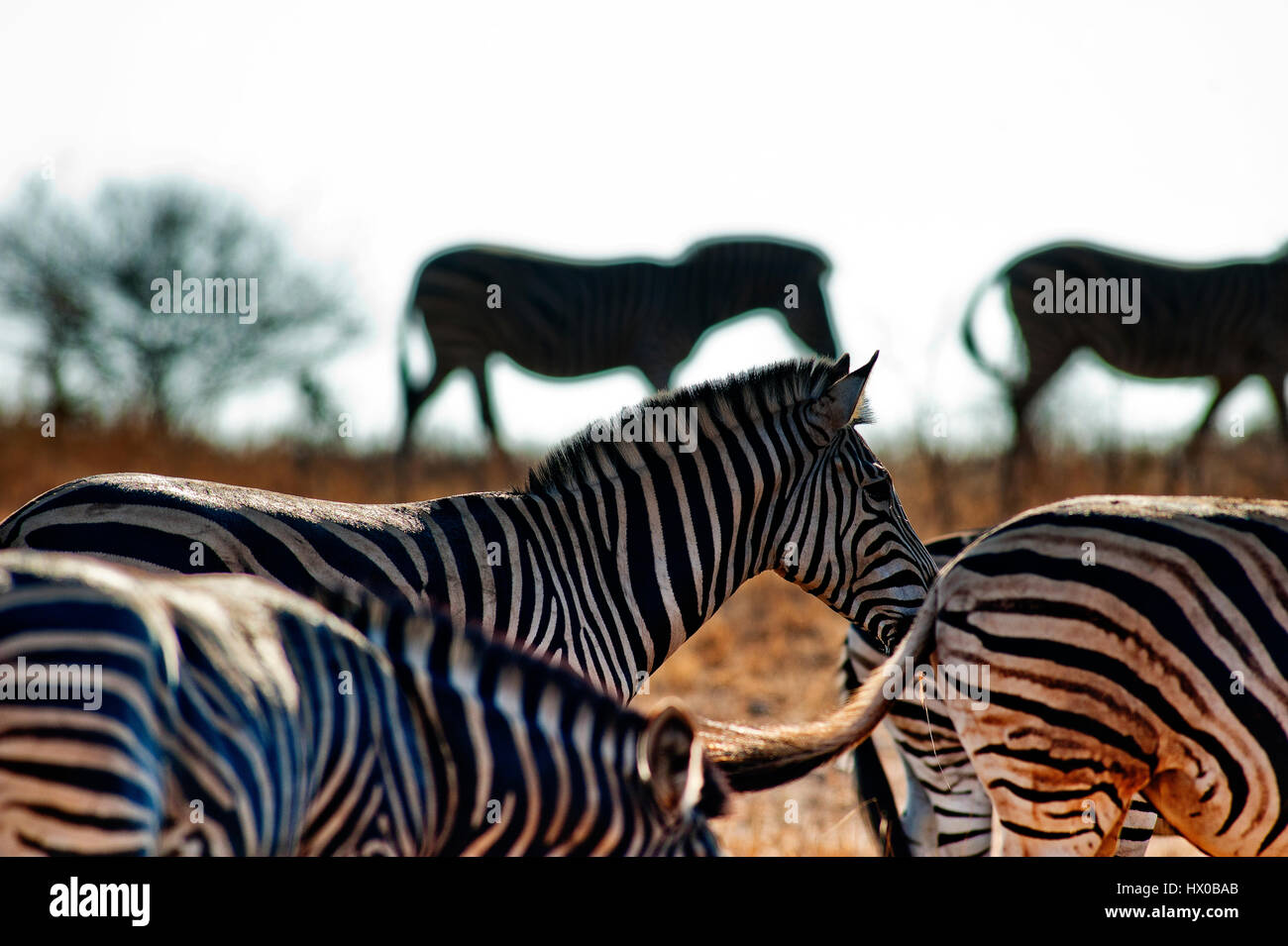 Zebra herd at Kruger National Park, South Africa Stock Photo