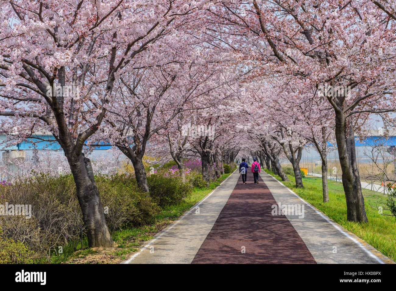 Spring pink cherry blossom tree and walk path in Busan, South Korea Stock Photo