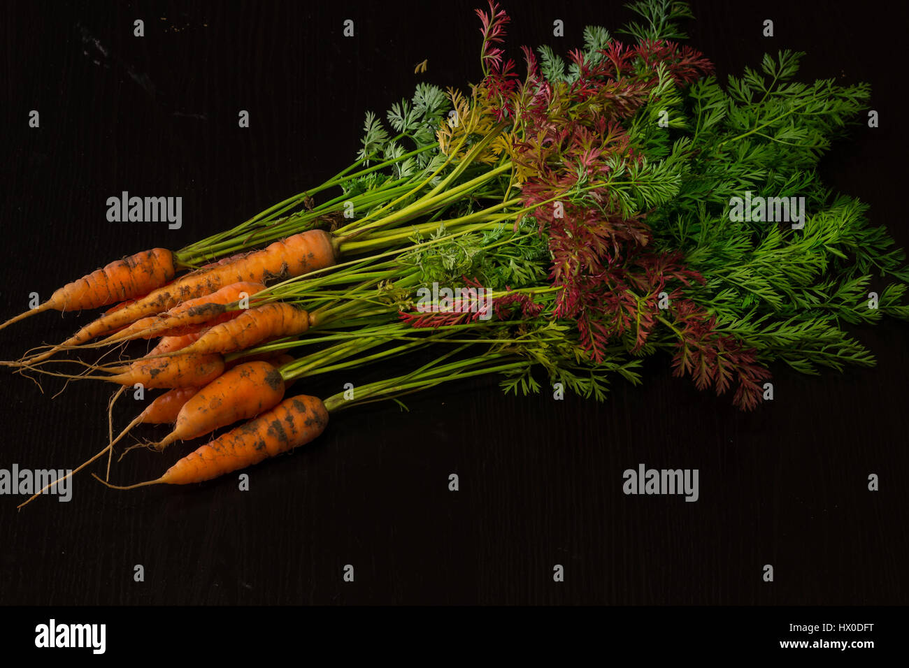 Fresh, farmer, young carrots with a beautiful tops on a black painted wooden background Stock Photo