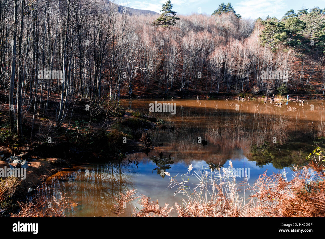 Forest with fallen leaves and lake with reflection in autumn season ...
