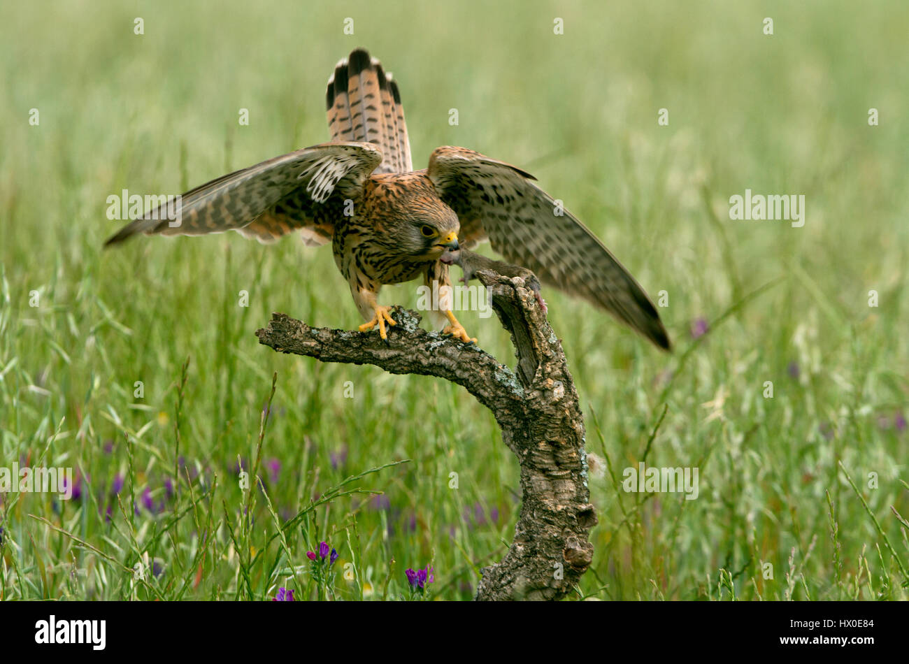 Falco tinnunculus Stock Photo