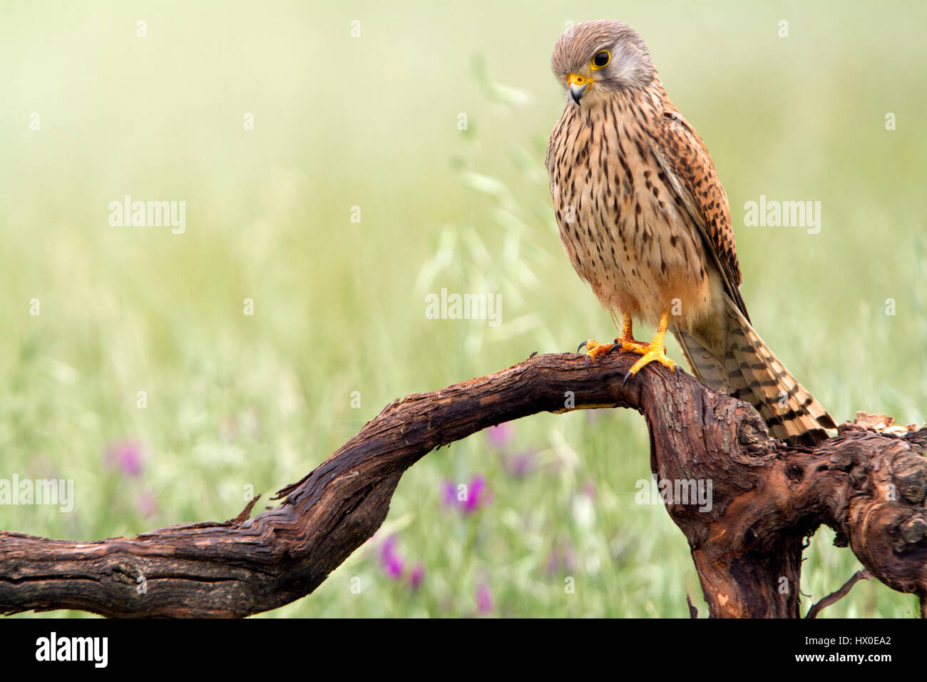Falco tinnunculus Stock Photo