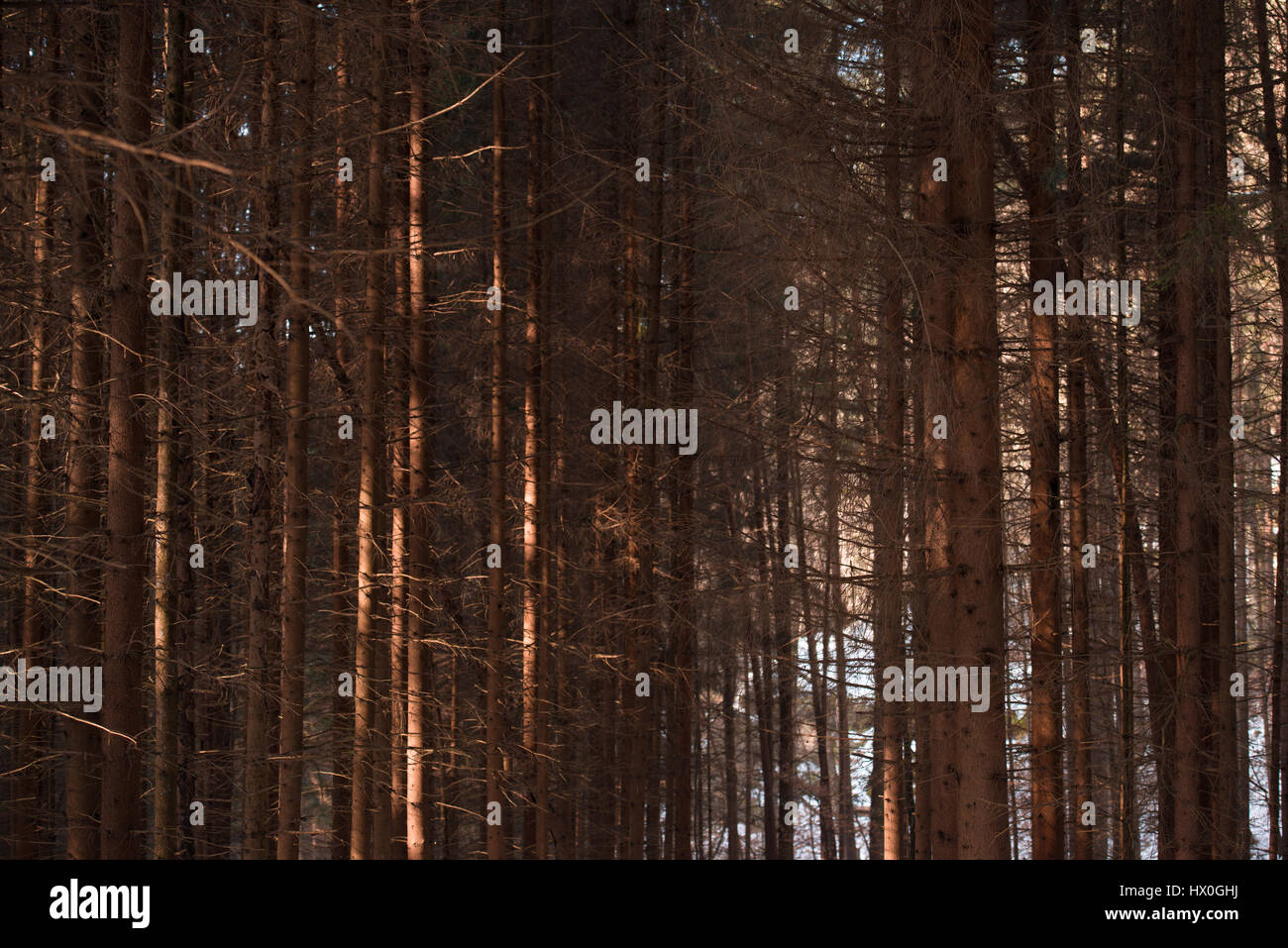 Fir trees forest in National Park Sachsosche Schweiz - Saxon ...