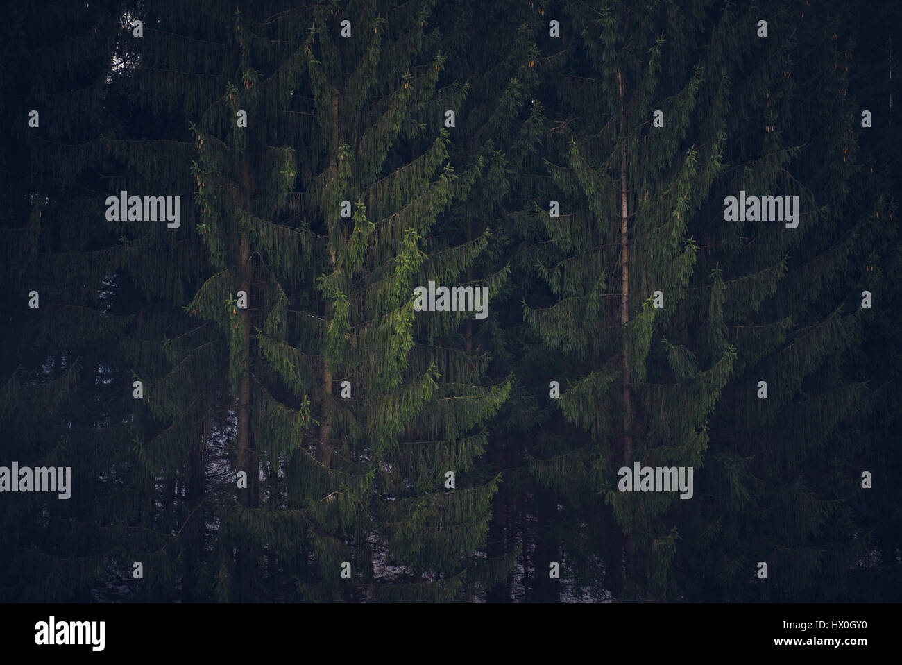 Fir trees forest in National Park Sachsosche Schweiz - Saxon ...
