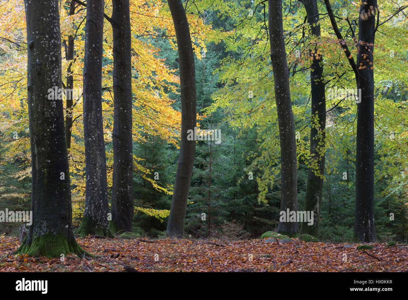 Autumn in Fyledalen with colourful beech forest Stock Photo