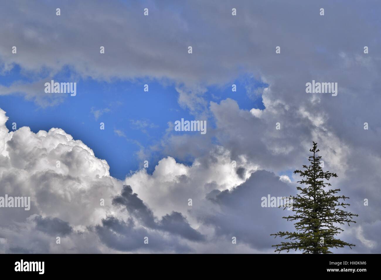 Overcast Sky with Pine Tree in Corner Stock Photo