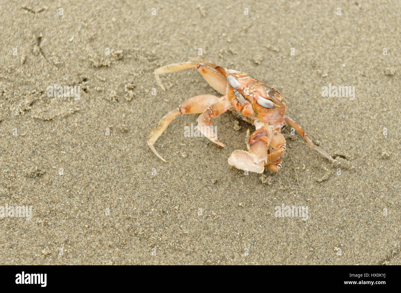 Crab in peru hi-res stock photography and images - Alamy