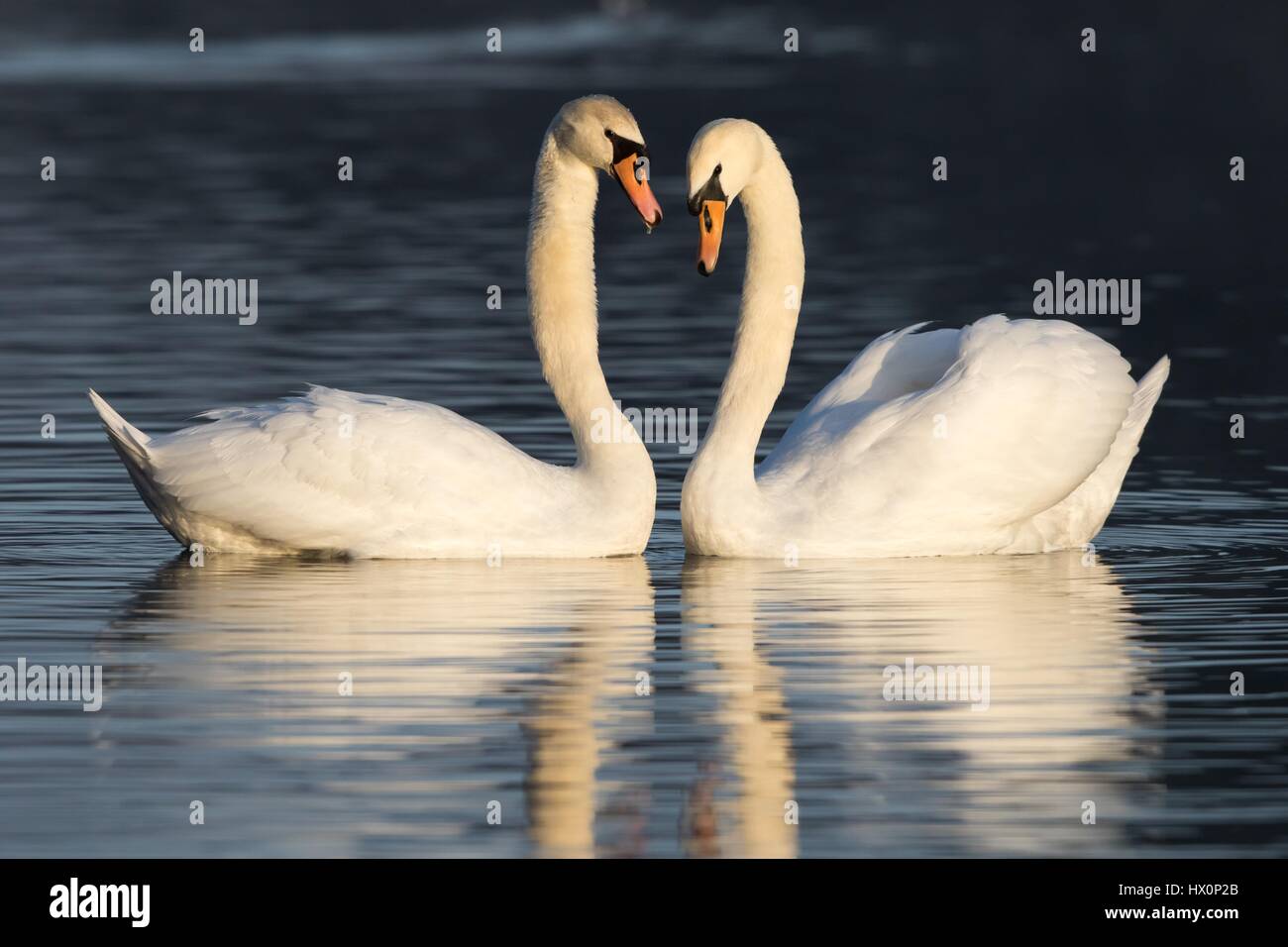 Whooper swan (Cygnus olor) courting, North Hesse, Germany Stock Photo