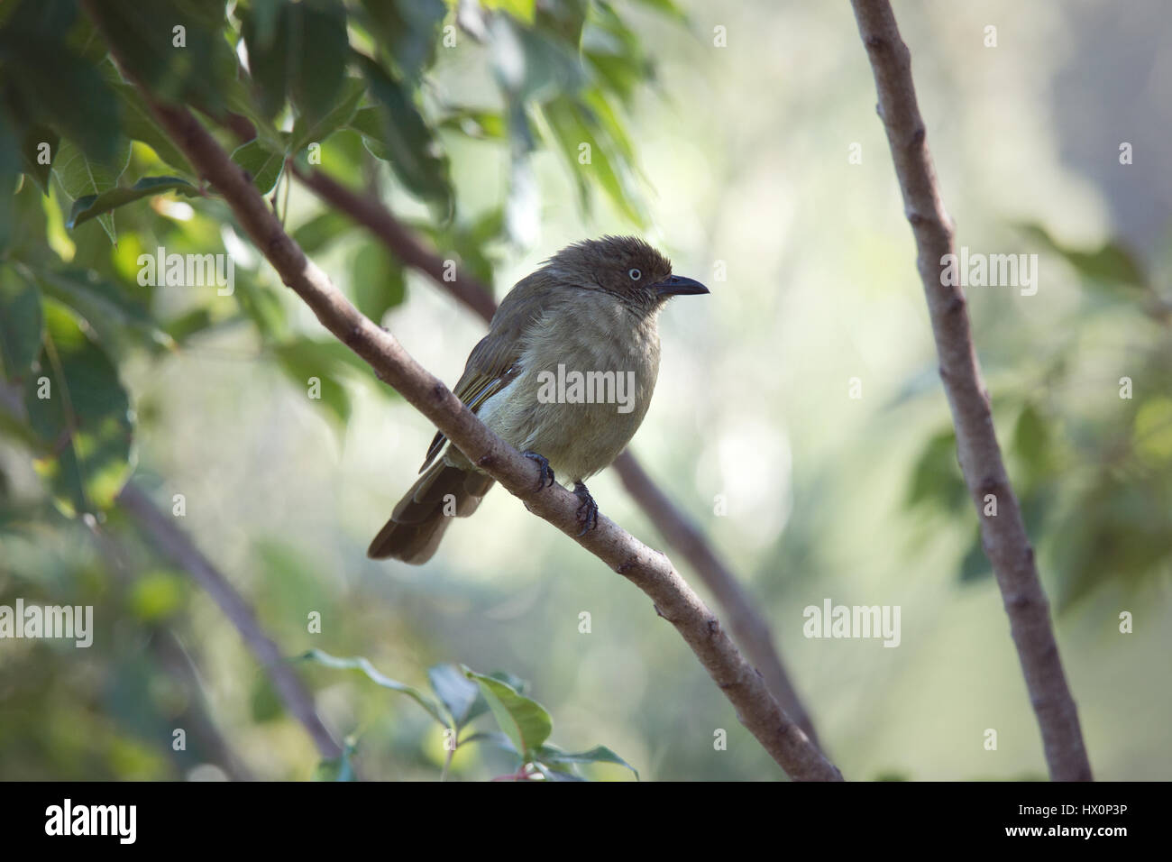 Sombre Greenbul (Andropadus importunus) sitting in tree, Knysna, South Africa Stock Photo