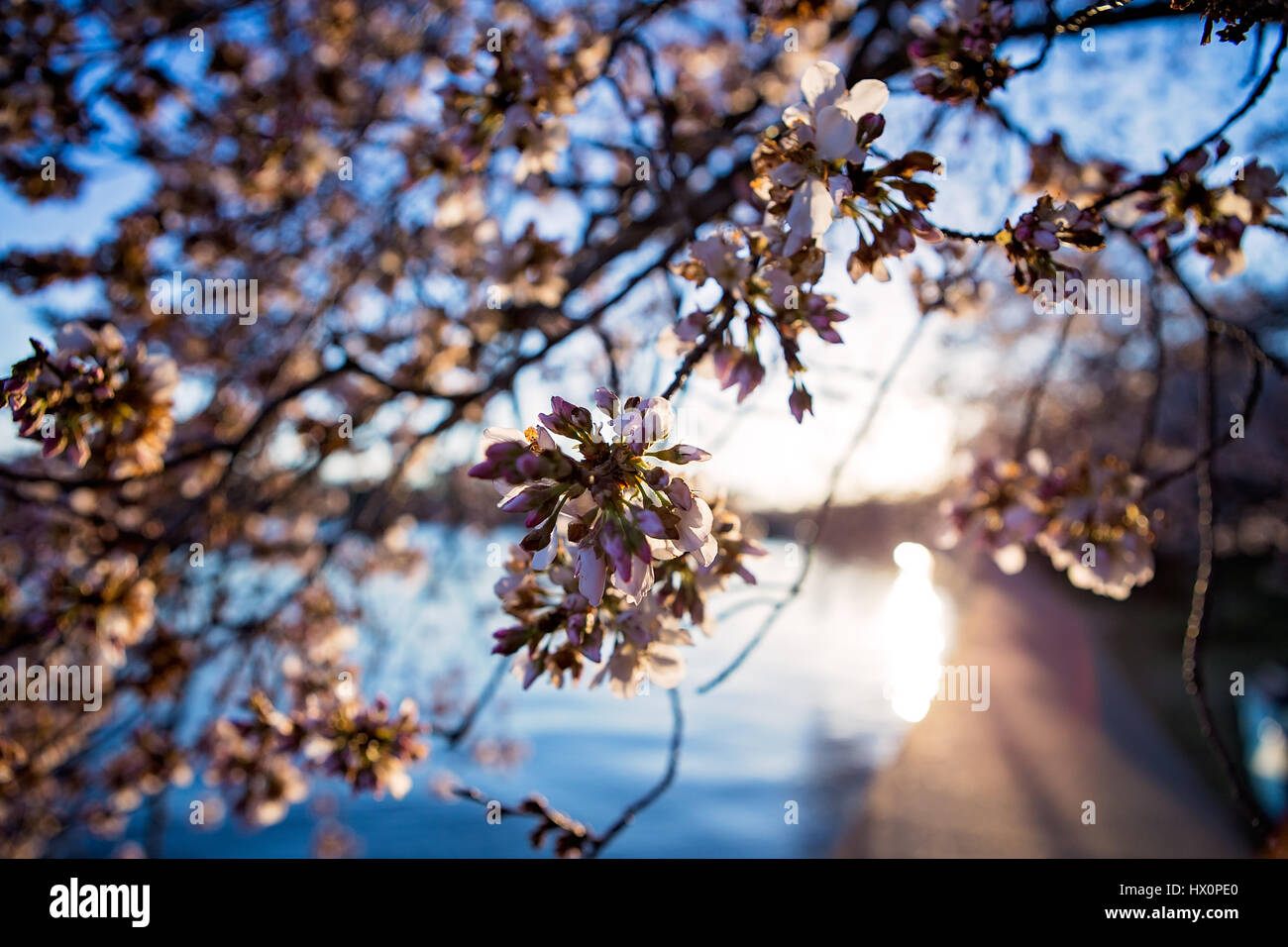 A Japanese Cherry Blossom tree prior to peak bloom at sunset on the National Mall in Washington, D.C. March 22, 2017. Stock Photo