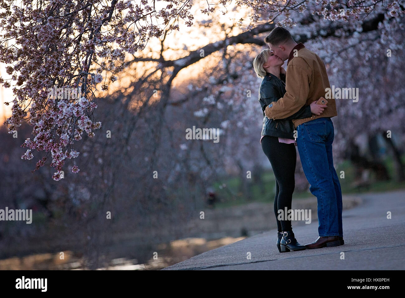 A couple kisses under the Cherry Blossom trees that line the Tidal Basin on the National Mall in Washington, D.C. March 22, 2017. Stock Photo