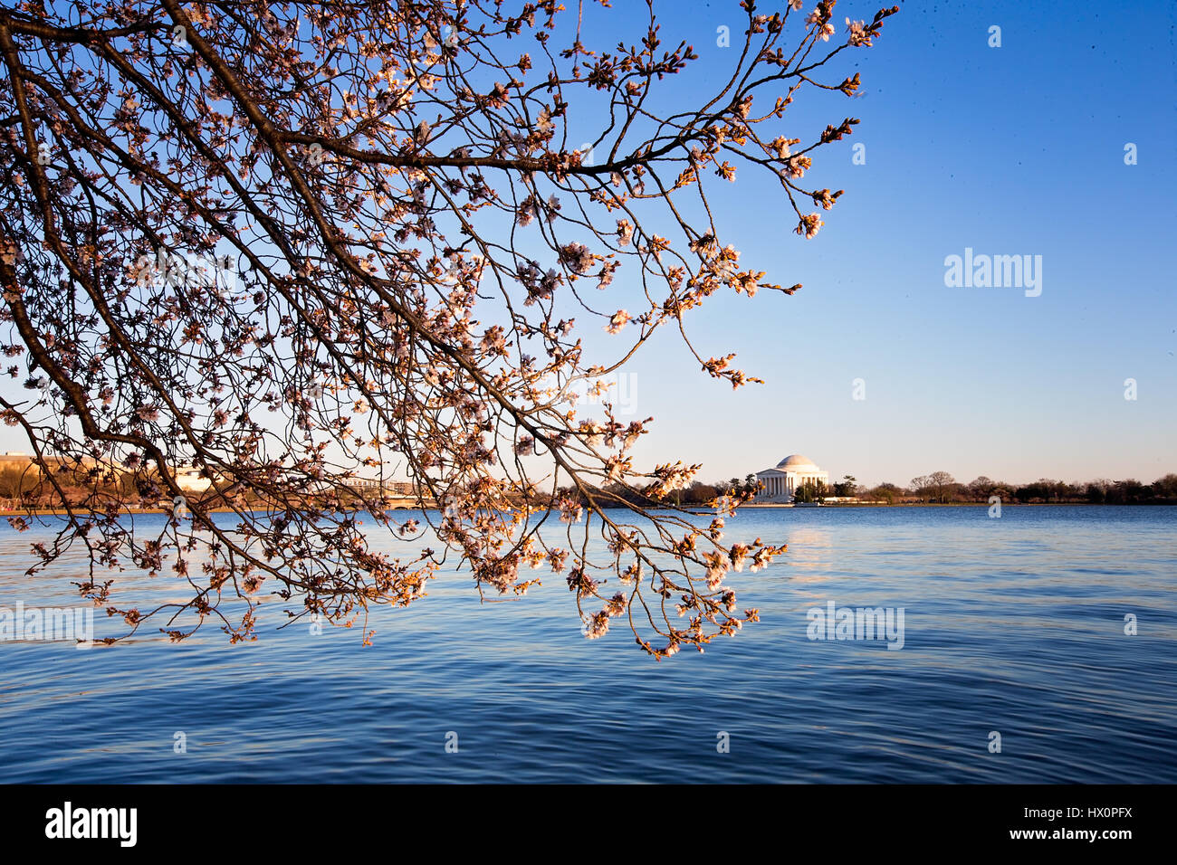 A Japanese Cherry Blossom tree along the Tidal Basin with the Jefferson Memorial in the background on the National Mall in Washington, D.C. March 22, Stock Photo