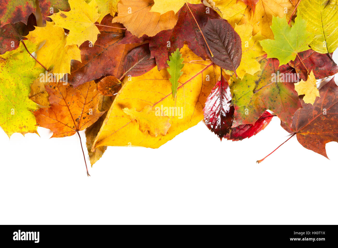 Autumn fall leaves on white background Stock Photo